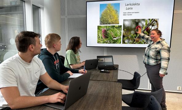 Lære som underviser tre studenter om skog. Foto